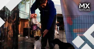 Multarán con 4 millones de pesos a quienes regalen los cachorros de sus mascotas, según la Ley de Bienestar Animal