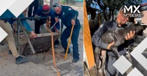 Perrito pasó cinco días atrapado en una alcantarilla; policías logran rescatarlo