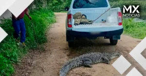 Reubican a cocodrilo de 2.30 metros hallado en Zona Diamante de Acapulco; es llevado al arroyo Colacho