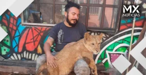 Simba, el león que deambulaba en calles de Matamoros, reconoce a su antiguo entrenador y protagoniza emotivo reencuentro