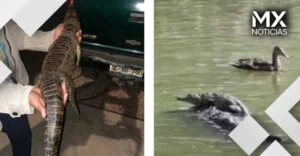 Capturan a Fugaz, el cocodrilito que vivía en la Laguna de San Baltazar