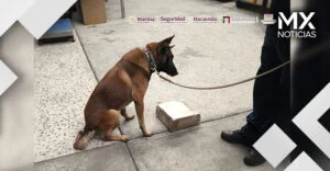 ‘Espartacus’ detectó 6 paquetes de metanfetamina en el AICM