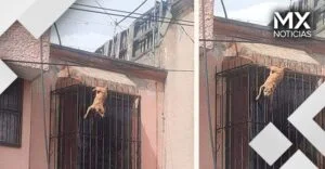 FOTOS | Rescataron a perro atrapado en la ventana de una casa en Puebla