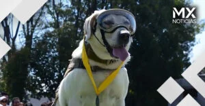 VIDEO | Semar reconoce la labor de sus binomios caninos; homenajeó a ‘Frida’