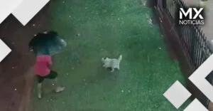 VIDEO | Granizo enorme golpea a un perro en Paraguay