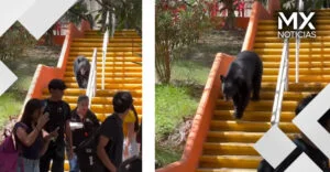 VIDEO | Captan a oso paseándose en una escuela de Nuevo León