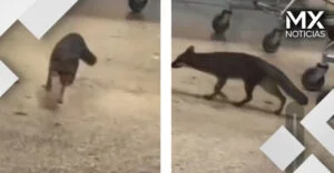 VIDEO | Alertan por zorra con rabia en Cancún; rasguñó a menor