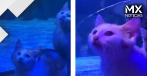 VIDEO | Gatitos rescatados visitan acuario en Minnesota