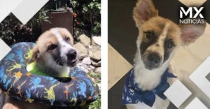 VIDEO | Historia de Lucky conmueve las redes; lomito necesita operación