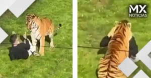 VIDEO | Hombre entra al recinto de tigres en zoológico de Inglaterra y muere tras ataque