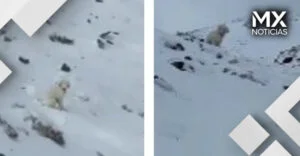 VIDEO | Perrita sobrevive más de 50 horas en las montañas de Alaska tras una avalancha