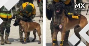 VIDEO | Sheinbaum reconoce a Ahorro, perro rescatista del Ejército, durante aniversario del Plan DN-III-E