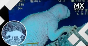 Captan a misteriosa criatura presunta causante de ataques en el Valle de Juárez, Chihuahua